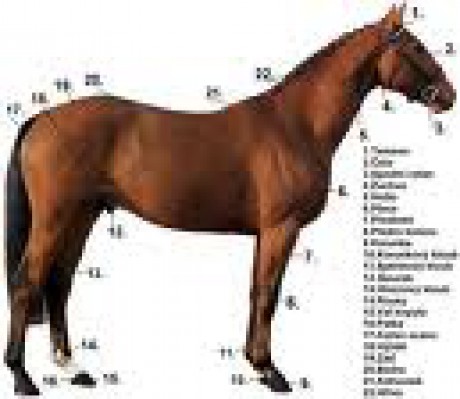 kůň a jeho popis